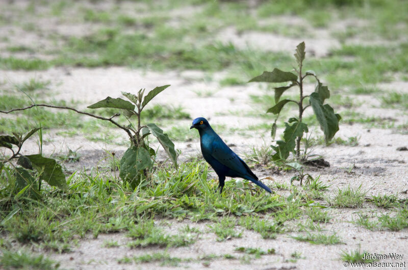 Choucador à oreillons bleus