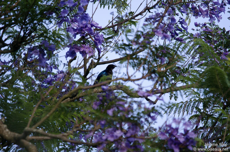 Choucador à tête pourprée