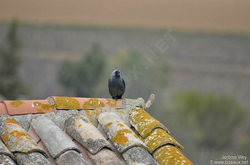 Choucas des tours