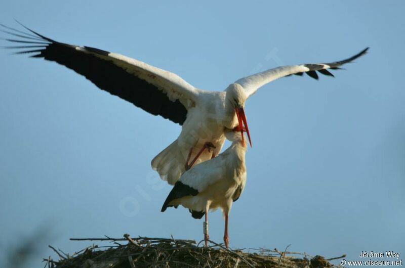 Cigogne blanche