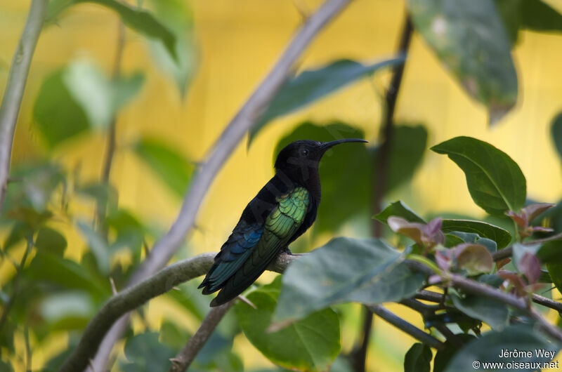 Colibri madère