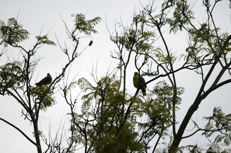 African Green Pigeon