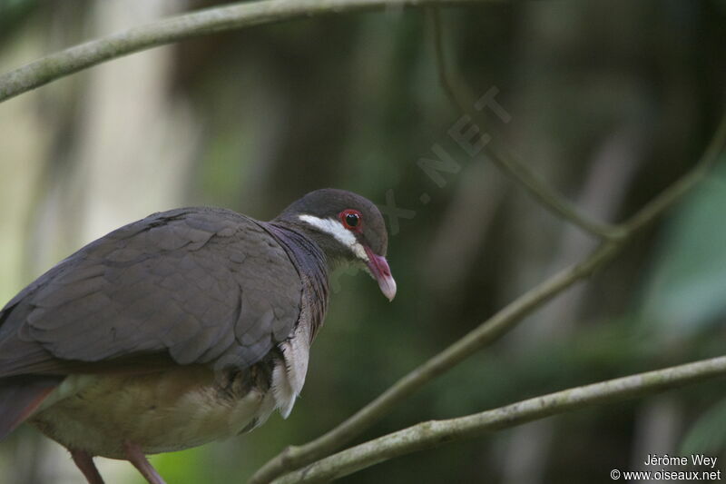 Bridled Quail-Dove