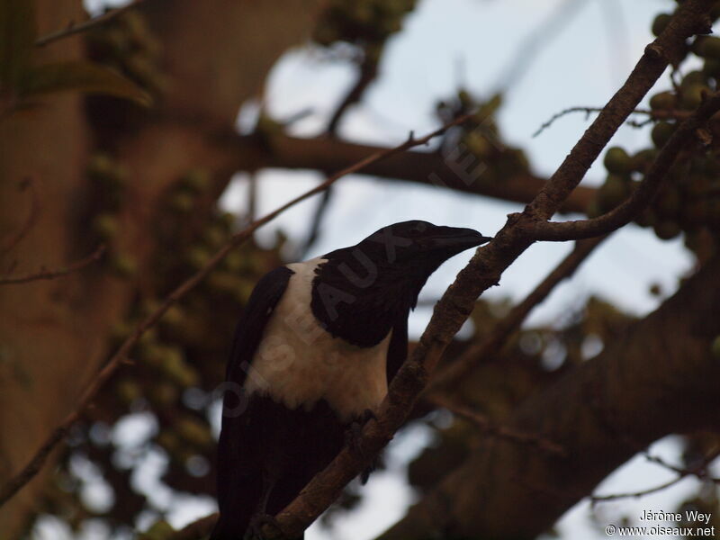 Corbeau pie