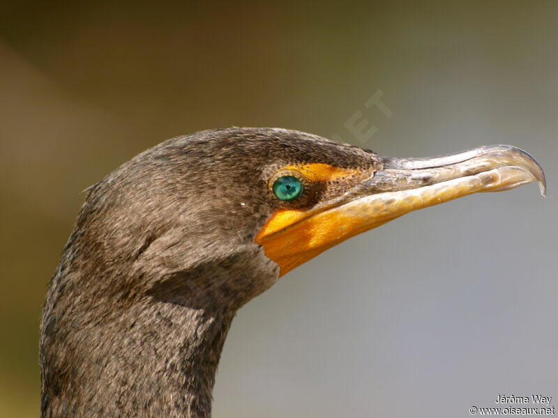 Cormoran à aigrettes