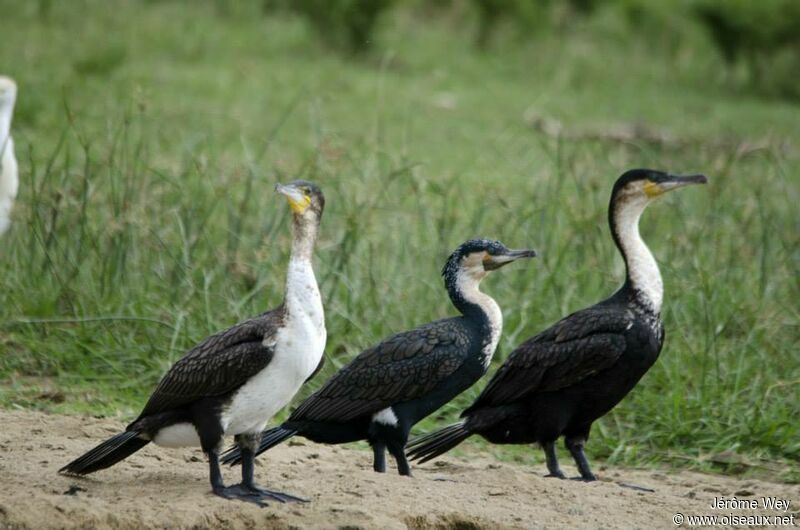 White-breasted Cormorant