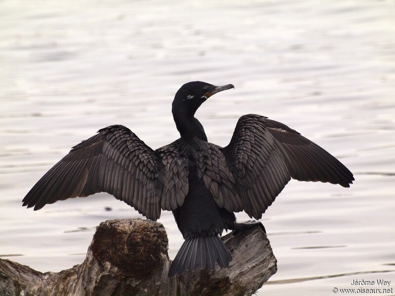 Neotropic Cormorant