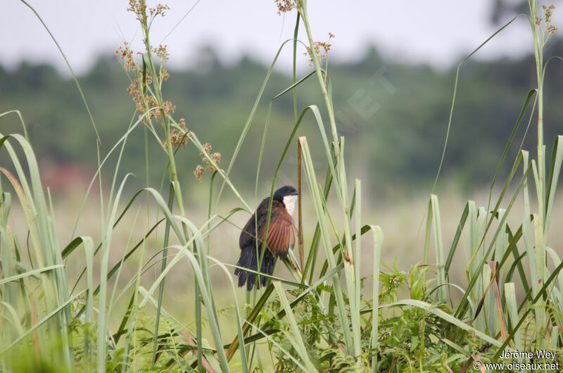 Coucal à nuque bleue