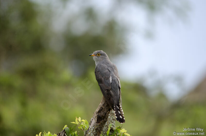 African Cuckoo