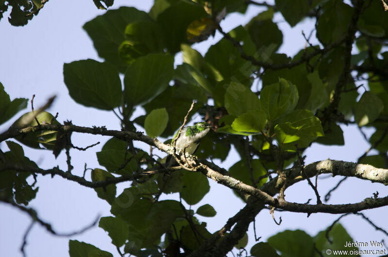 Klaas's Cuckoo