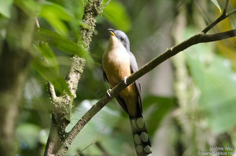 Mangrove Cuckoo