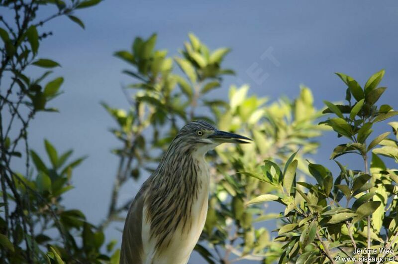 Squacco Heron