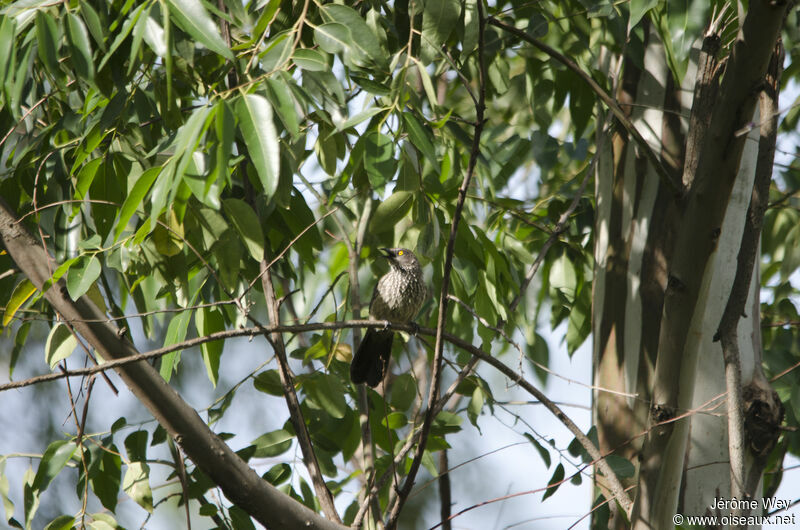 Arrow-marked Babbler