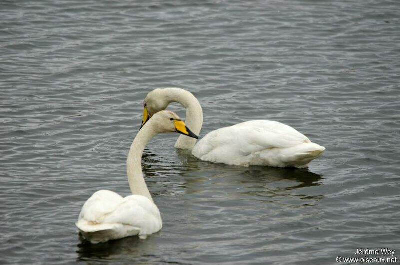 Cygne chanteur