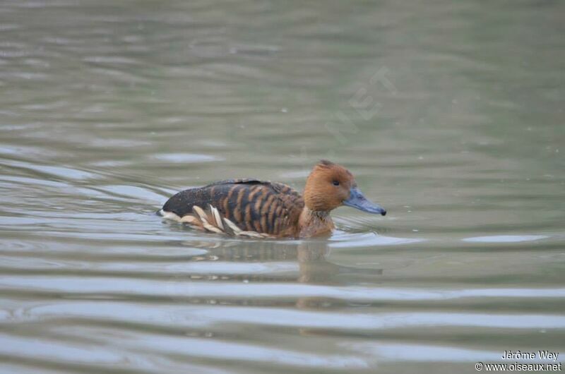 Fulvous Whistling Duck