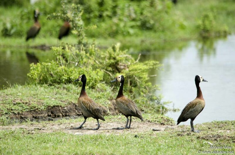 White-faced Whistling Duck