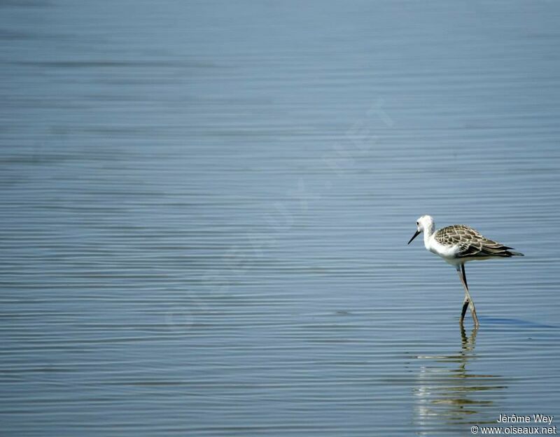 Black-winged Stilt