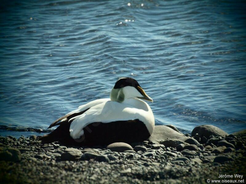 Common Eider