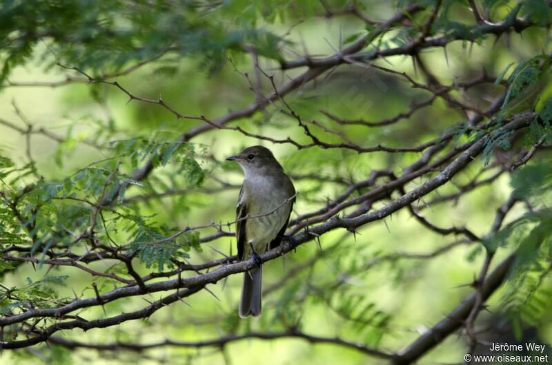 Caribbean Elaenia