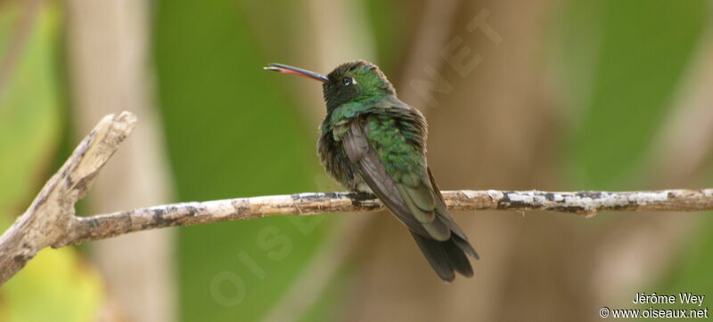 Cuban Emerald