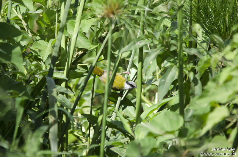 Grey-capped Warbler