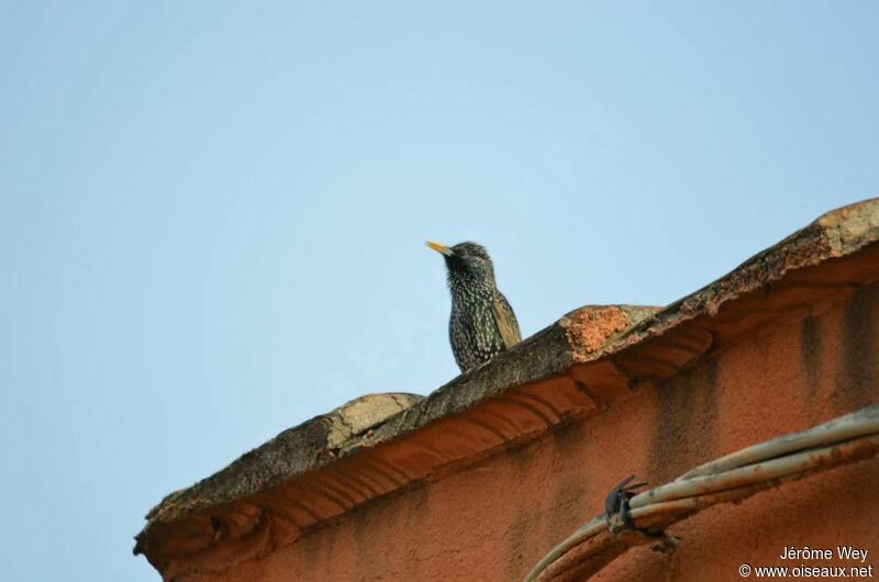 Common Starling