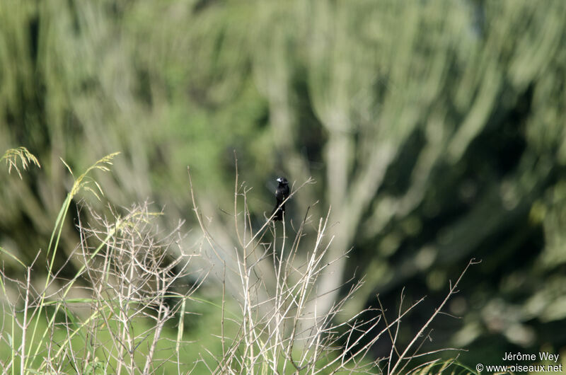 White-winged Widowbird