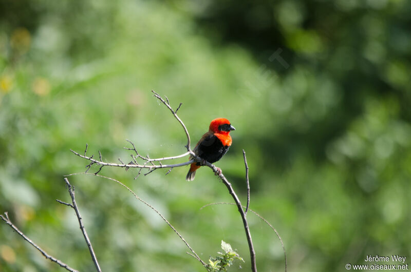 Southern Red Bishop