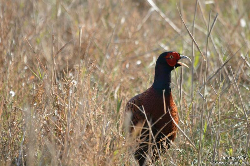 Common Pheasant