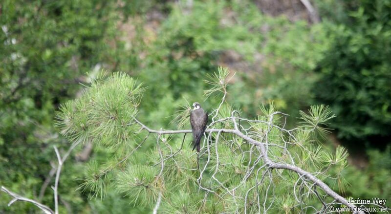 Eleonora's Falcon