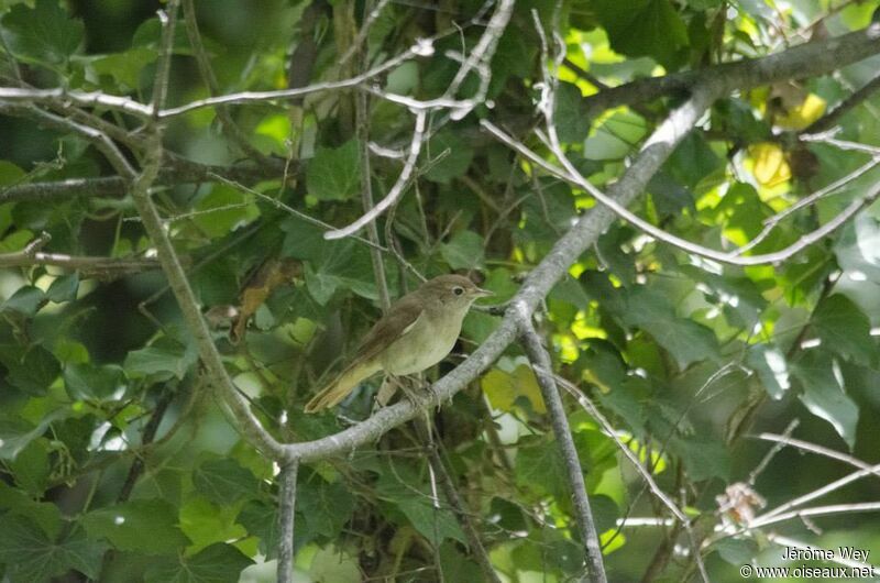 Garden Warbler