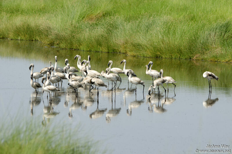 Lesser Flamingo