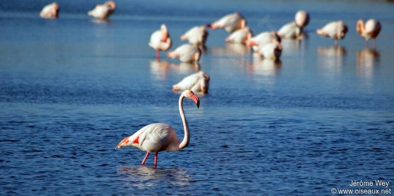 Greater Flamingo