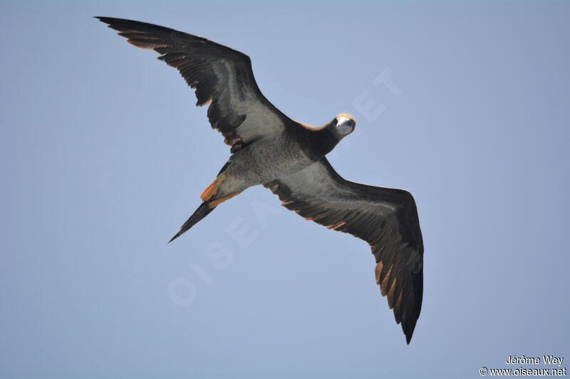 Brown Booby