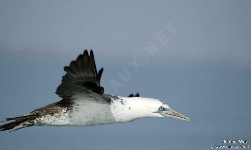 Northern Gannet