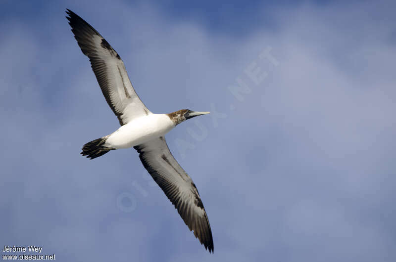 Masked Boobyimmature, Flight