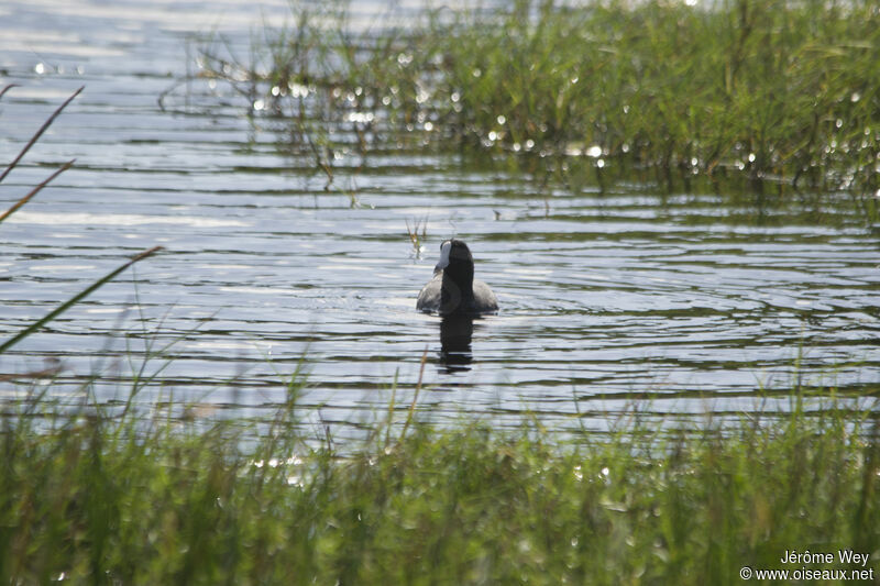 American Coot