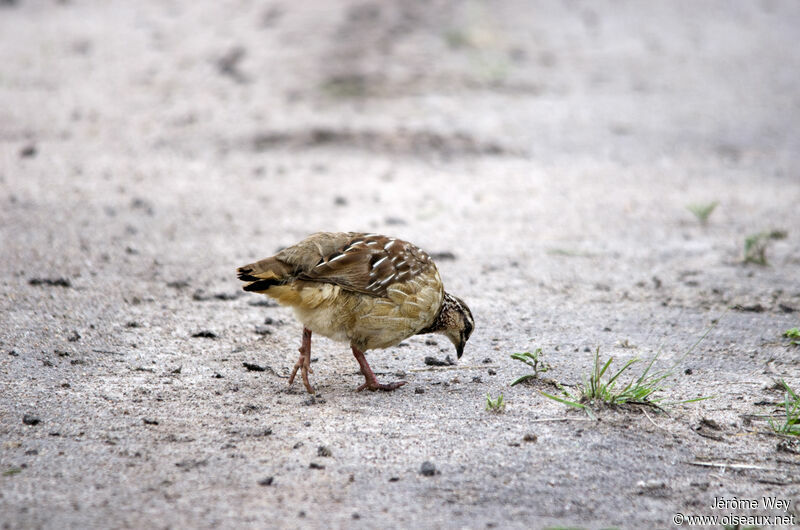 Crested Francolin