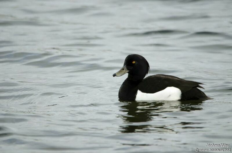 Tufted Duck