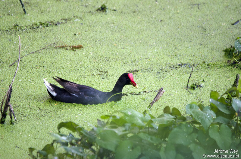 Gallinule d'Amérique