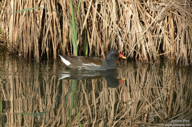 Gallinule poule-d'eau