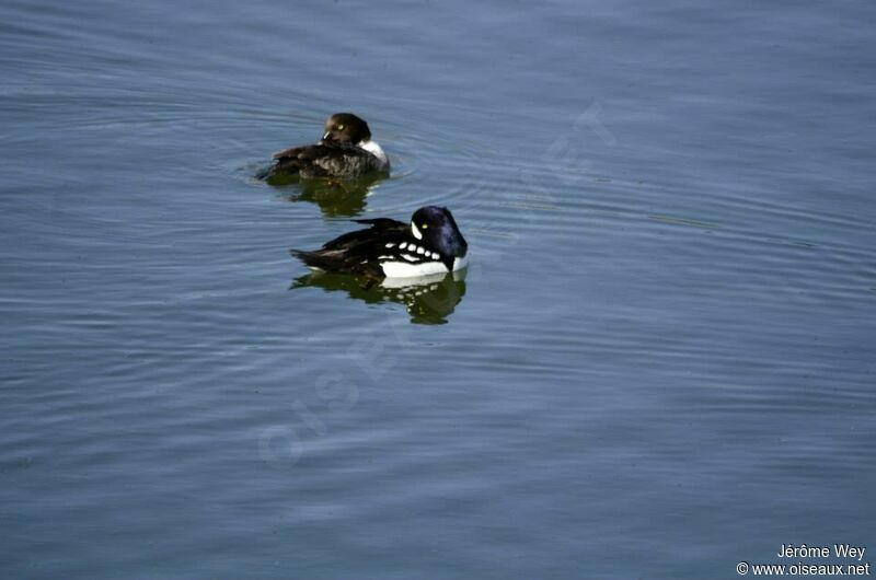 Barrow's Goldeneye