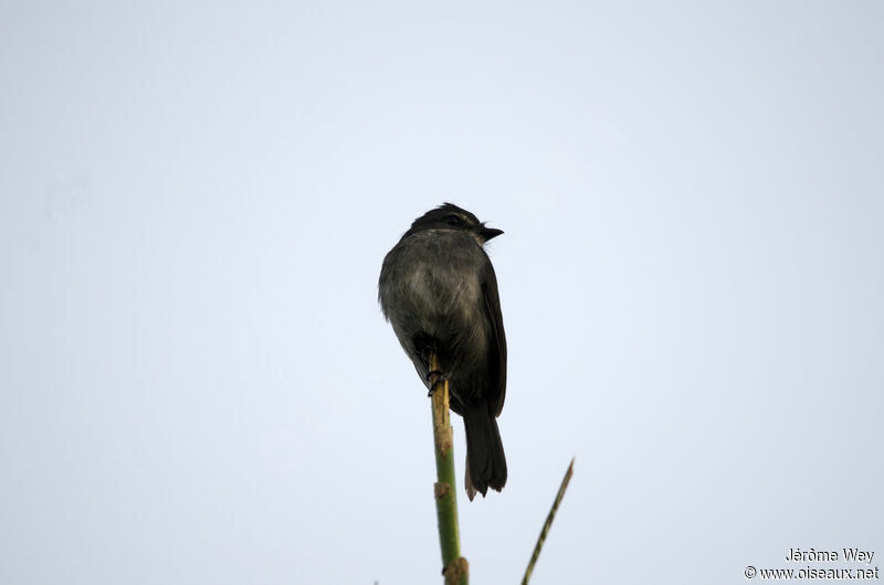 Dusky-blue Flycatcher