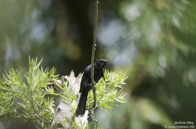 Northern Black Flycatcher