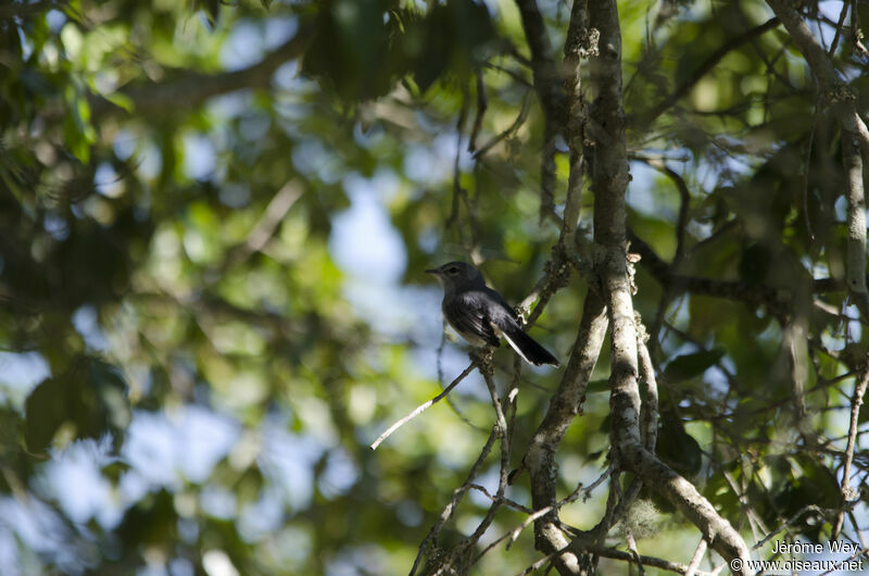 Gobemouche mésange