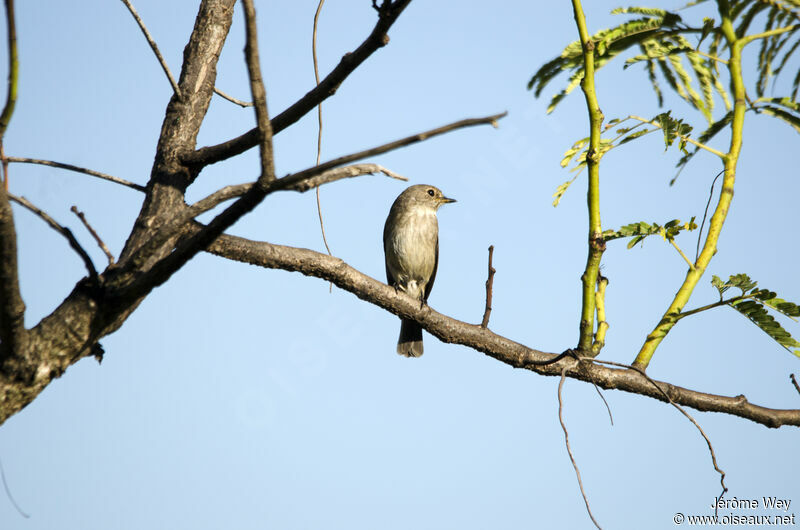 African Dusky Flycatcher