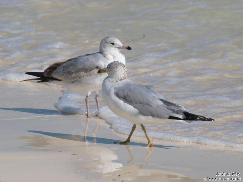 Ring-billed Gull