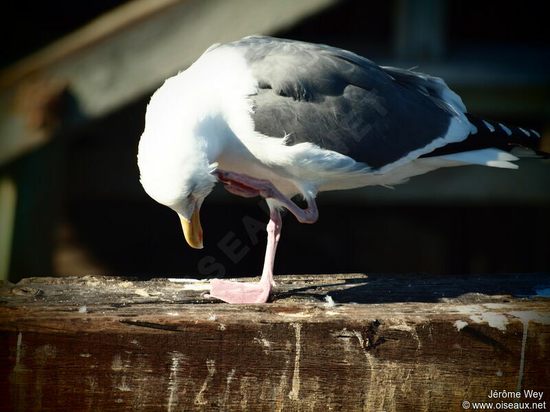 Western Gull