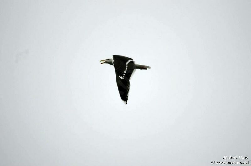 Great Black-backed Gull