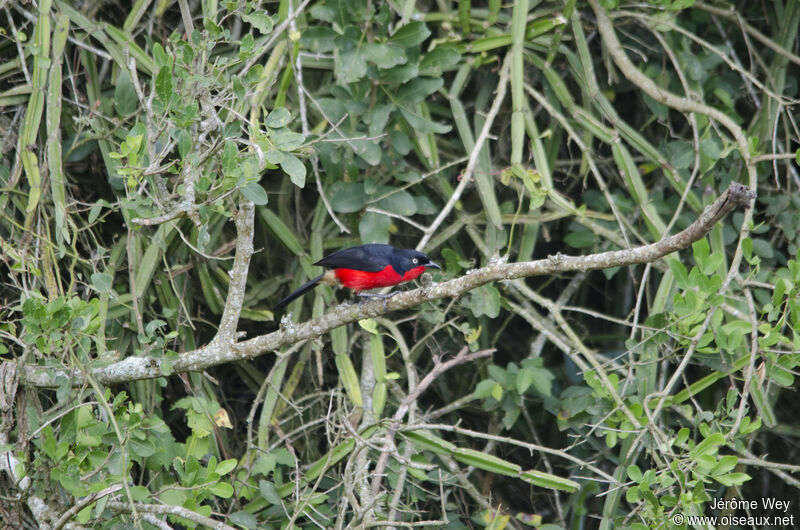 Black-headed Gonolek